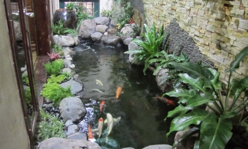 Chuyên thiết kế thi công bể cá Koi - 0908.125252